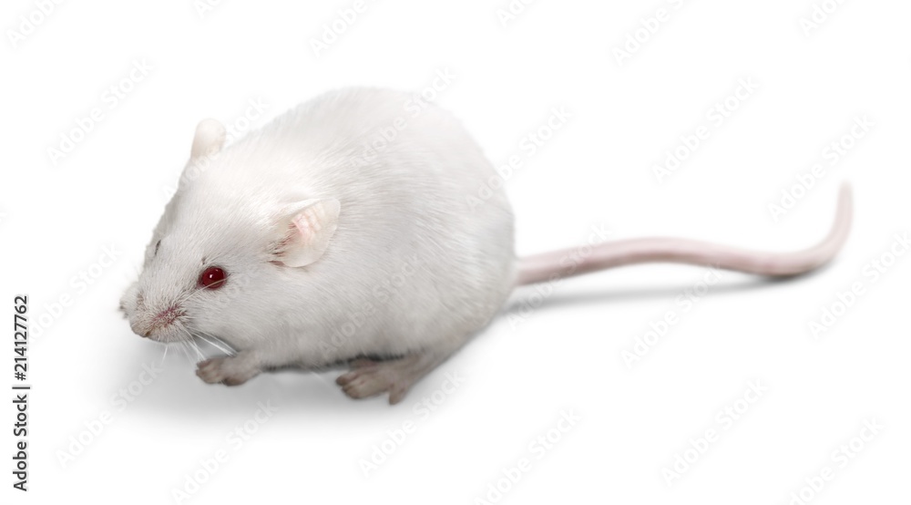 Mouse Mouse