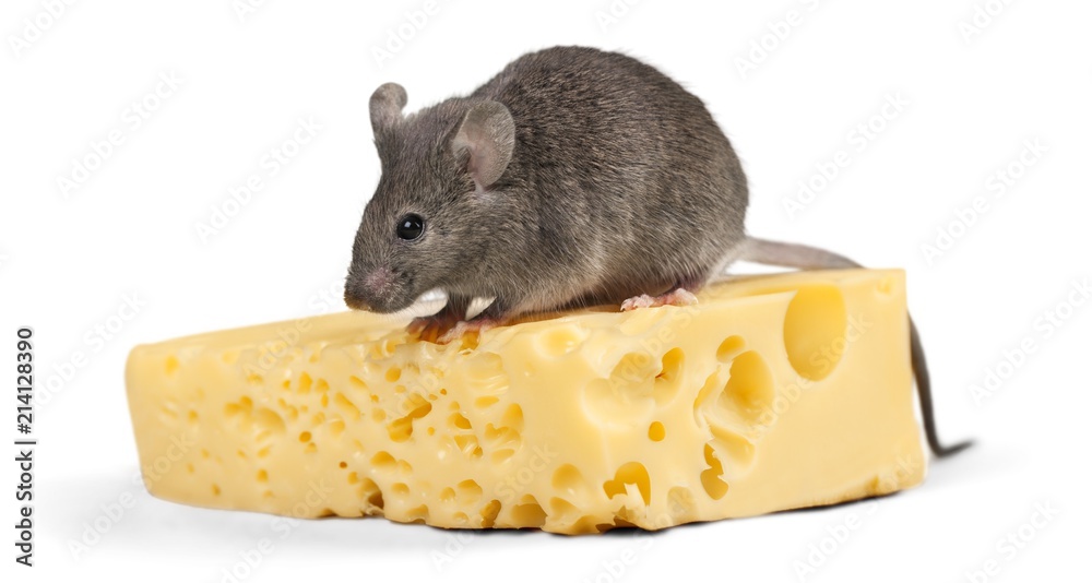 Mouse Eating Cheese Stock Photo | Adobe Stock