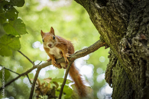 Cute Hungry Squirrel - Lazienki Park of Warsaw