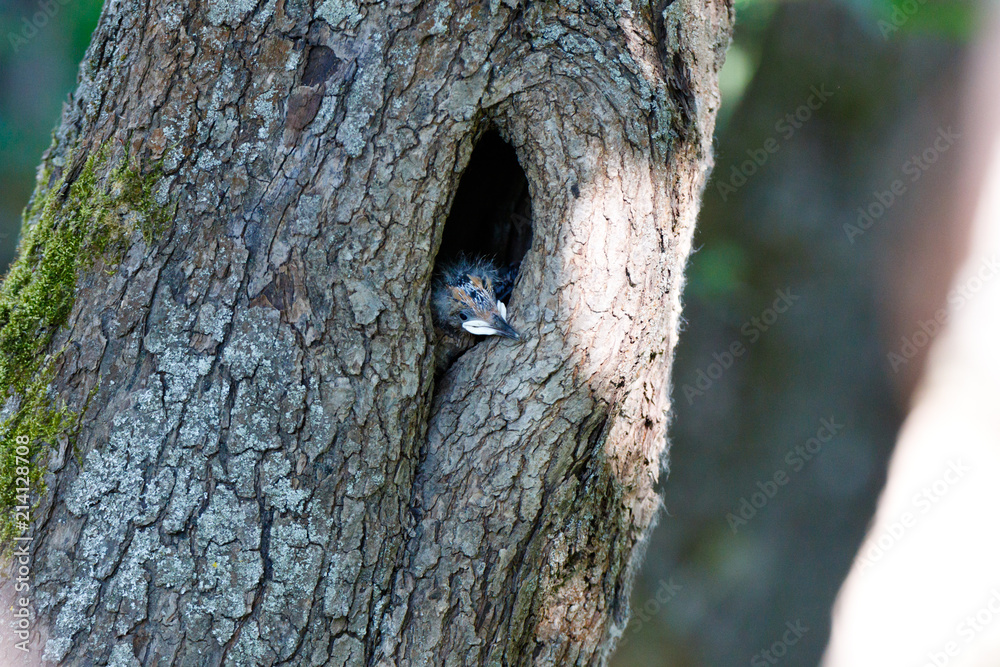 Upupa epops. The nest of the Hoopoe in nature. Upupa epops. The nest of the Hoopoe in nature.