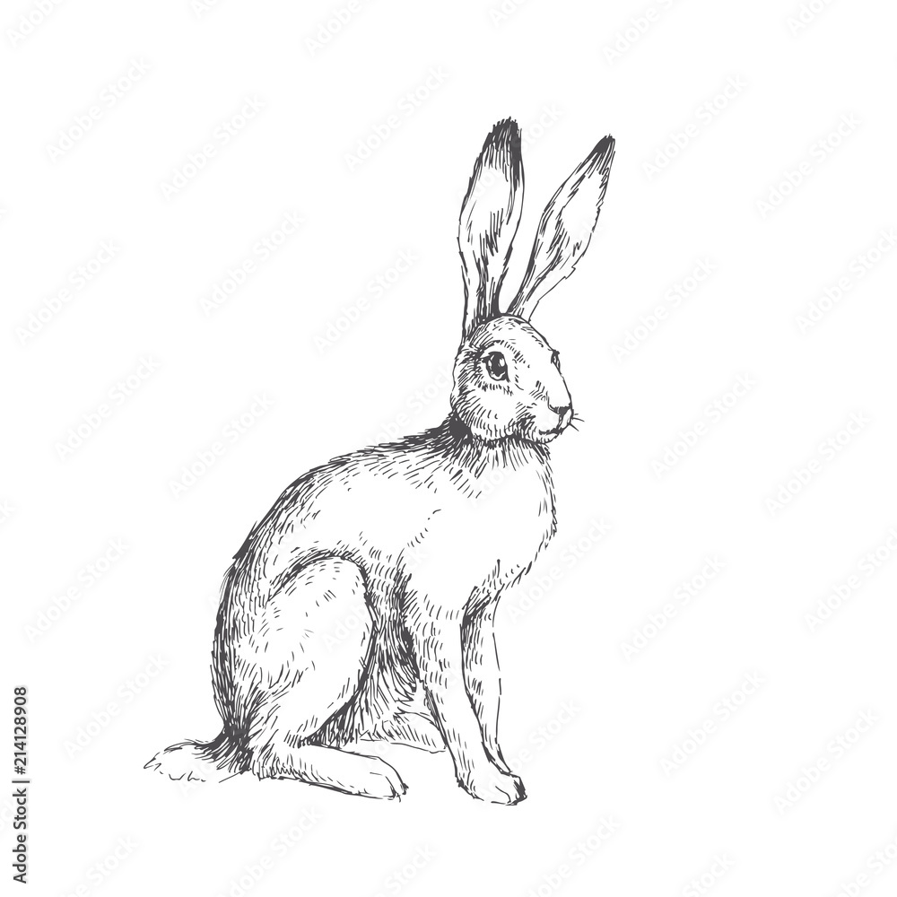 Naklejka premium Vintage ilustracji wektorowych siedzący zając na białym tle. Ręcznie rysowane królik w stylu grawerowania. Szkic zwierząt