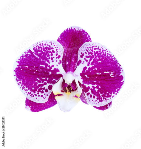 One orchid flower of fuchsia color with white specks isolated on white background.