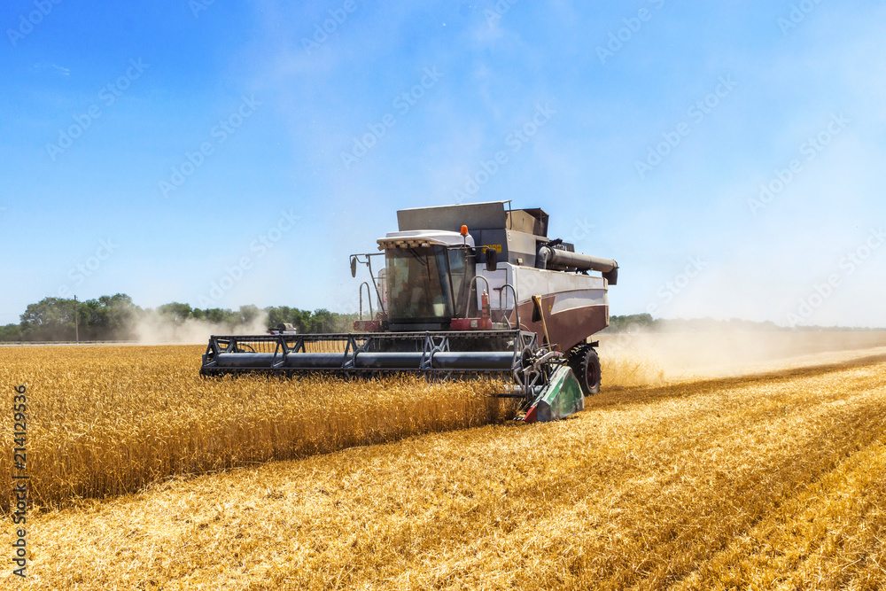 Obraz premium Harvester machine to harvest wheat field working. Combine harvester agriculture machine harvesting golden ripe wheat field. Agriculture