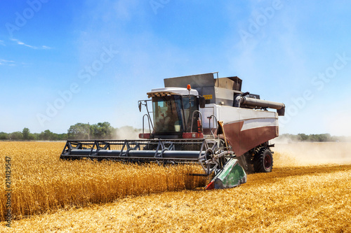 Harvester machine to harvest wheat field working. Combine harvester agriculture machine harvesting golden ripe wheat field. Agriculture