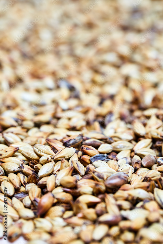 Obraz premium Barley malt - Castel Malting of the type, used for the production of craft and home beer.
