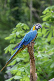 blue and yellow macaw (Ara ararauna) in the Rain forest