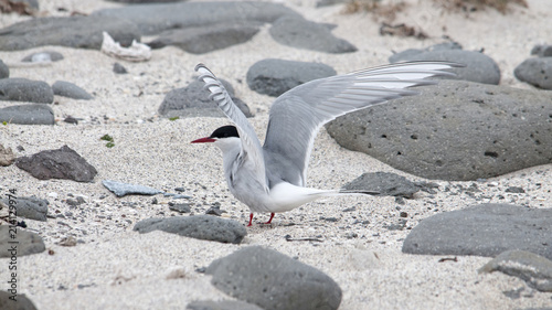 Artic tern on Iceland Latrabjarg. photo