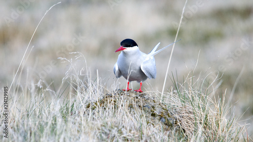 Foto Artic tern on Iceland latrabjarg.