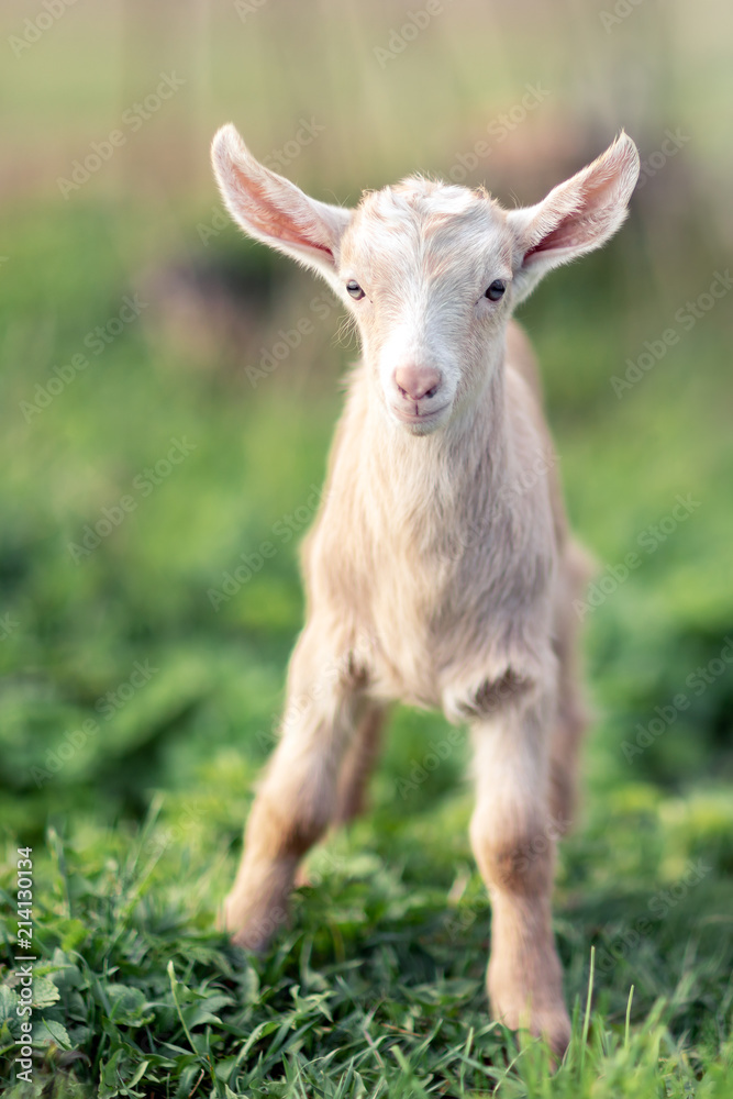 Little lovely young goatling with soft sandy color fur standing on the green grass Little lovely young goatling with soft sandy color fur standing on the green grass