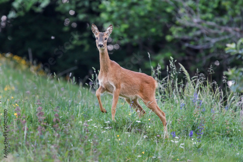 Female of Roe deer (Capreolus capreolus) in the pasture