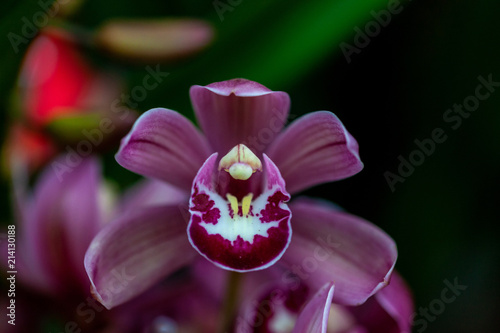 Closeup of a bright purple cymbidium orchid