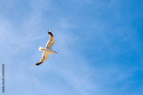 Seagull in flight against the blue sky