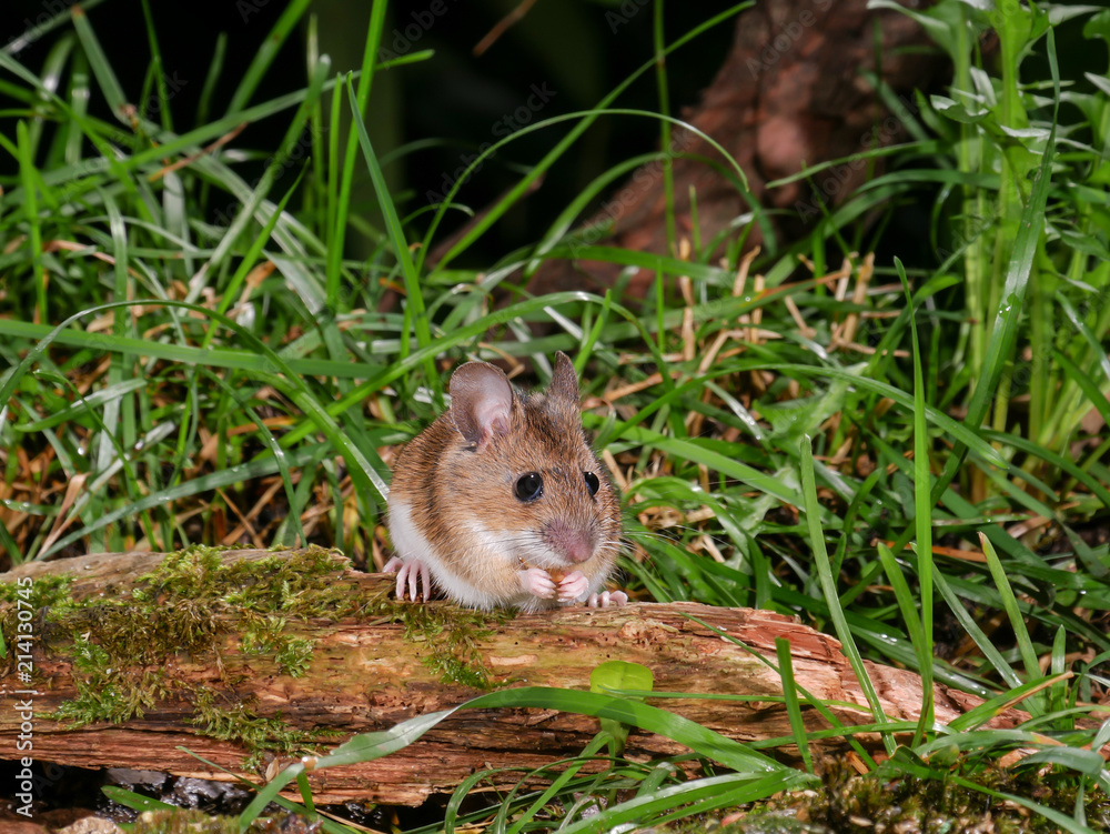 Wood mouse (Apodemus sylvaticus), eat in the grass Wood mouse (Apodemus sylvaticus), eat in the grass