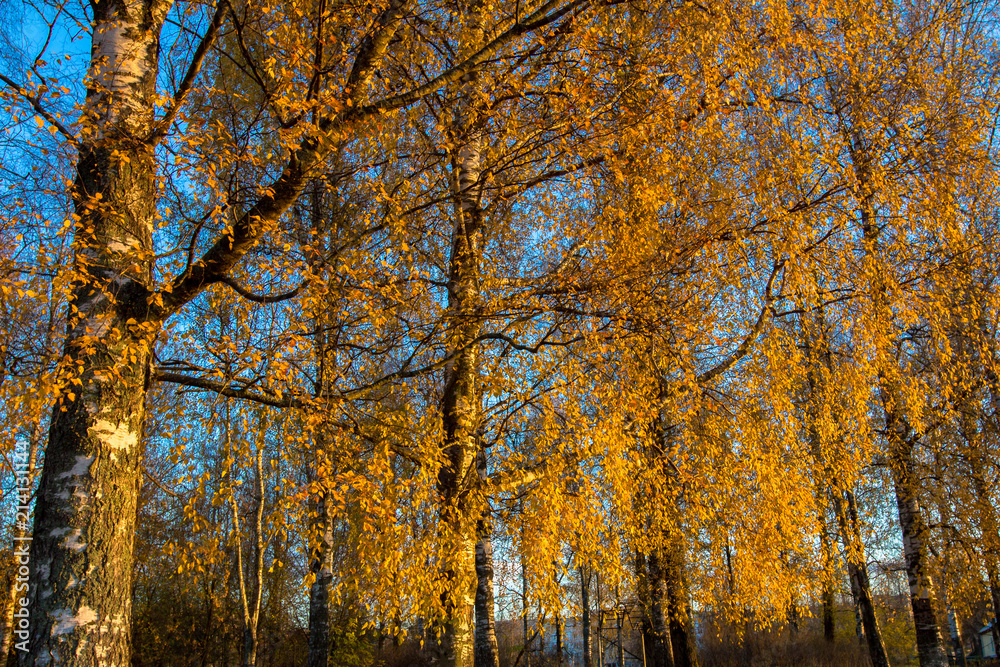 birch covered with yellowed leaves