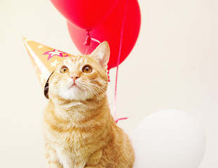 Red cat in a festive cap against the background of balloons. Birthday of a cat.