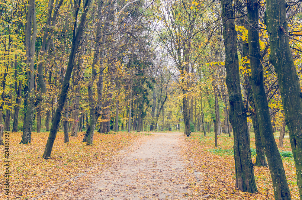 Obraz premium Beautiful autumn park strewn with fallen leaves