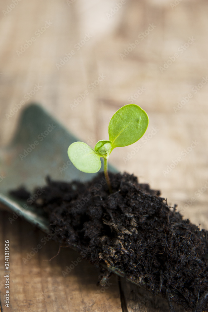 Naklejka premium Young Plant Growth in Soil Gardening, Garden Tools. Wooden Background. Rustic Style. Copy space.