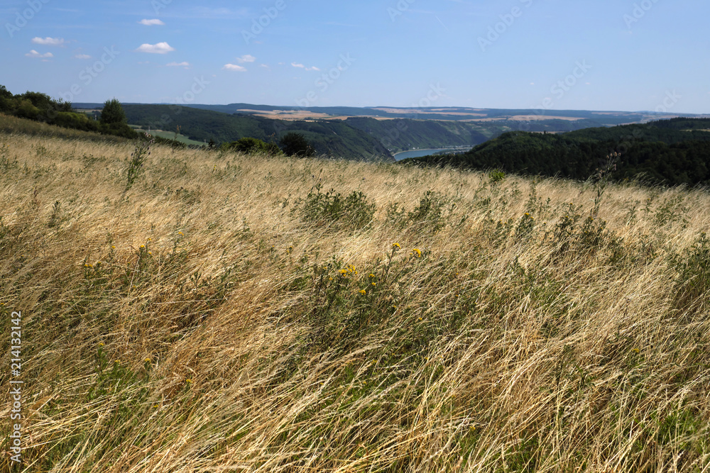 Hohes Gras in den Rheinhöhen oberhalb des Welterbe Oberes Mittelrheintal - Stockfoto