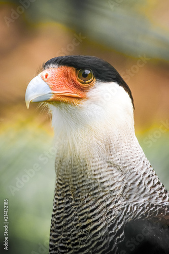 Hawk carcara close-up in portrait format