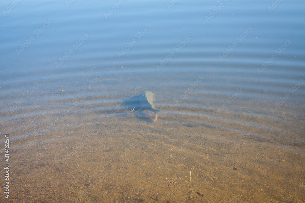 Karpfen schwimmt im flachen Wasser, catch and release Karpfen schwimmt im flachen Wasser, catch and release