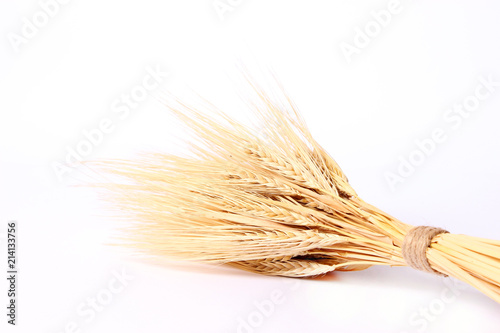 wheat isolated on white. Spikelets, sheaf