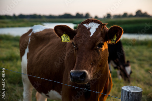 Cow, Farm © Tammy