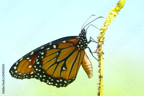 Close up of The Queen Butterfly (Danaus gilippus) perched on a flower stem