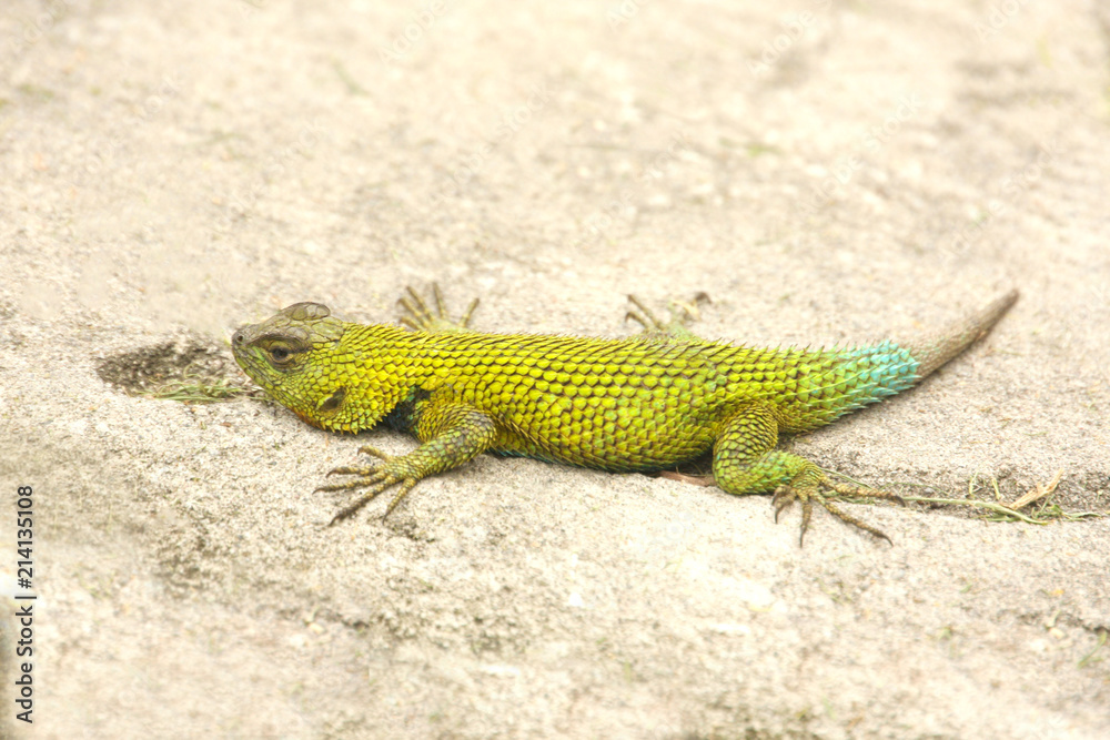 Tiny lizard moving on sandy ground Tiny lizard moving on sandy ground