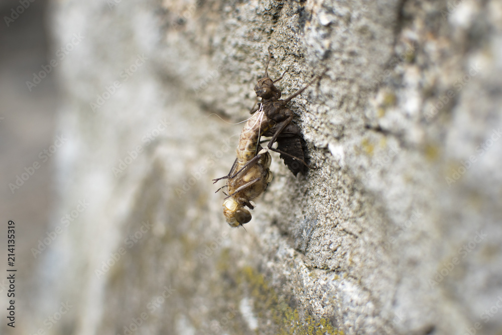 Birth of a dragonfly (Odonata). Nymph transformation.