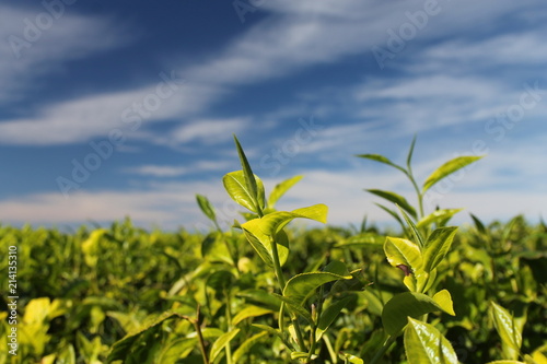 Close Up Of Tea Plant