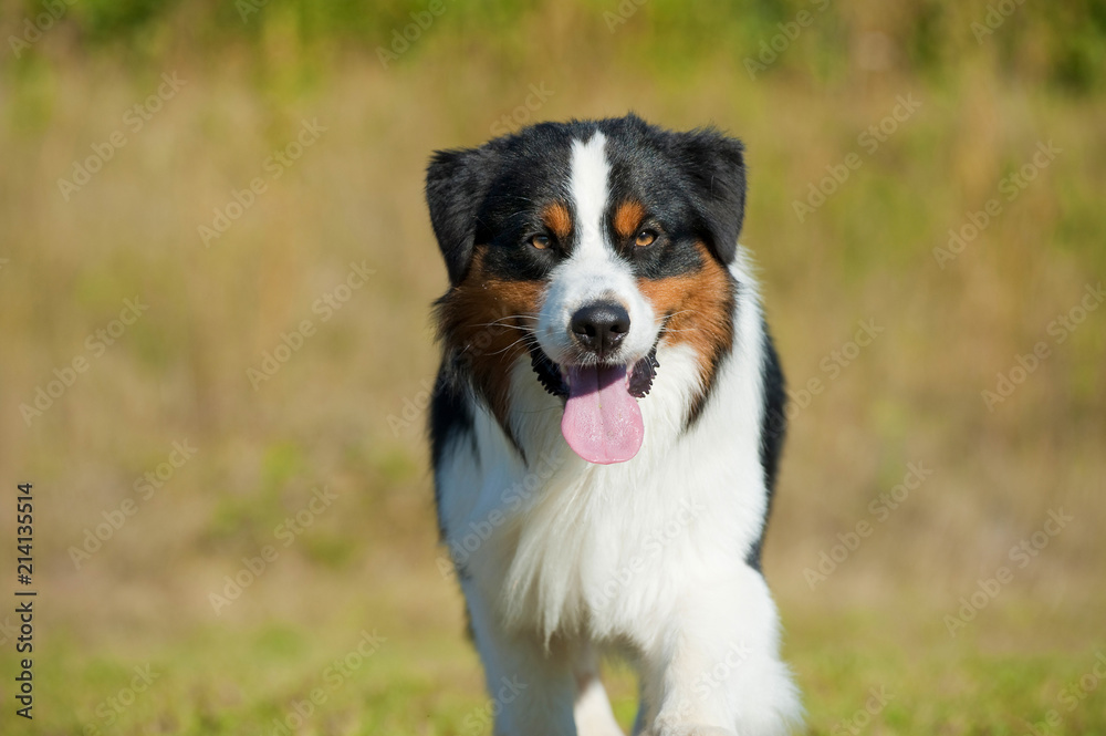 Australian Shepherd läuft auf die Kamera zu Australian Shepherd läuft auf die Kamera zu