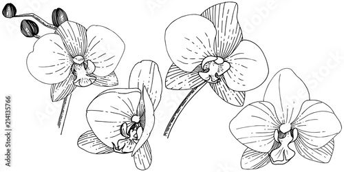 Orhid flower in a vector style isolated. Full name of the plant: orhid. Vector flower for background, texture, wrapper pattern, frame or border.