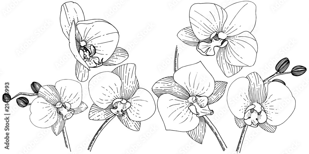 Orhid flower in a vector style isolated. Full name of the plant: orhid. Vector flower for background, texture, wrapper pattern, frame or border.