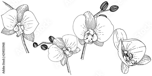 Orhid flower in a vector style isolated. Full name of the plant: orhid. Vector flower for background, texture, wrapper pattern, frame or border.