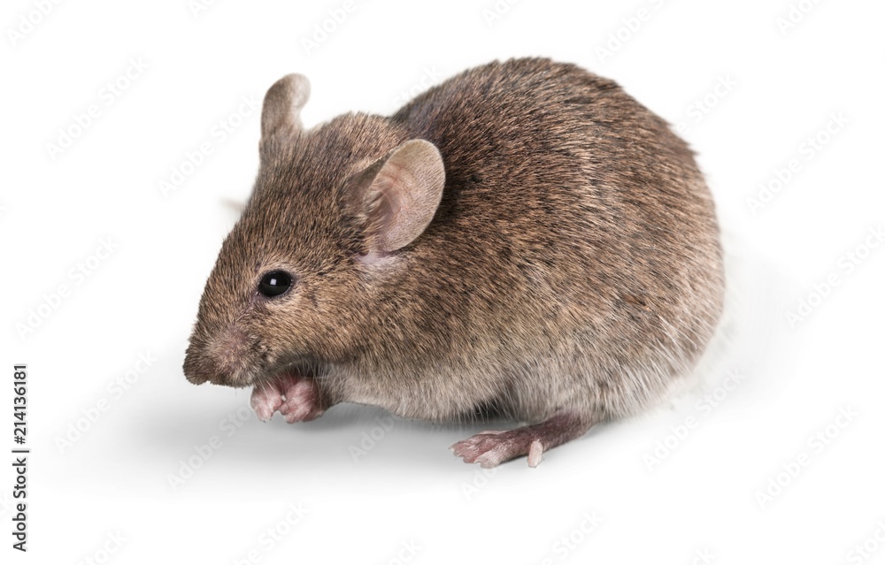 Mouse Mouse
