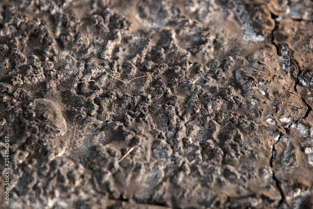 macro background earth detail - cracked brown dry soil with white salt  crystals on top, outdoors in Africa during dry season Stock Photo | Adobe  Stock