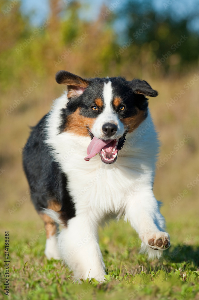 Rennender Australian Shepherd