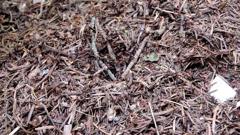 Ants with cube of sugar building anthill. Ants with cube of sugar building anthill.