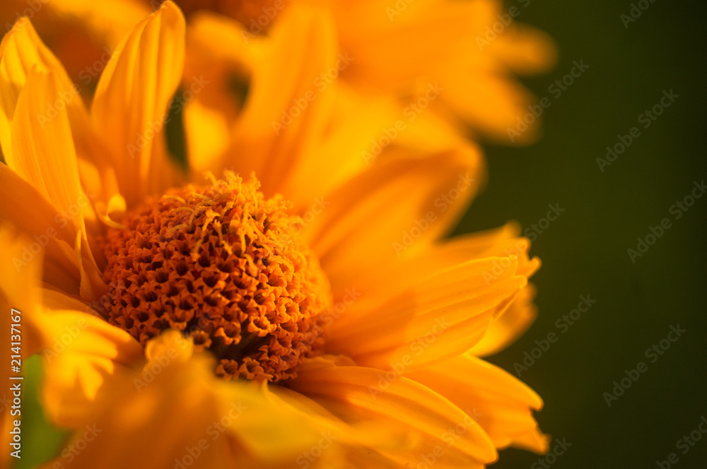 bouquet of bright yellow flowers Heliopsis helianthoides bouquet of bright yellow flowers Heliopsis helianthoides