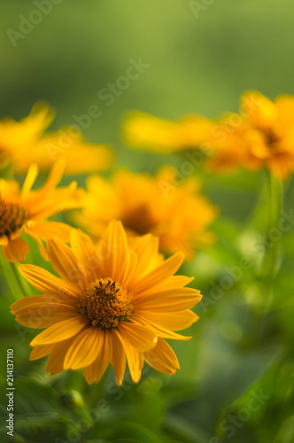 bouquet of bright yellow flowers Heliopsis helianthoides