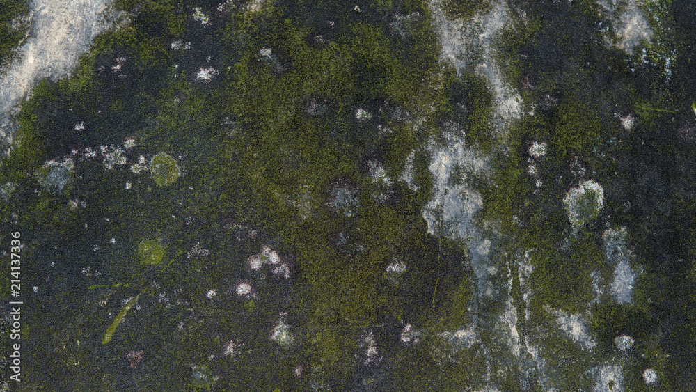  texture of a concrete wall with green moss close-up.