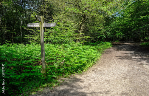 Forest pathway with signpost set in a patch of ferns. photo