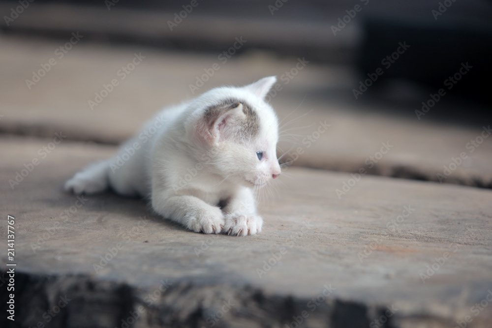 close up of beautiful skinny white kitten lies down on a wooden handmade bench close up of beautiful skinny white kitten lies down on a wooden handmade bench