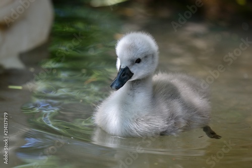 Close up of a mute swan cygnet (Cygnus olor) in the water photo