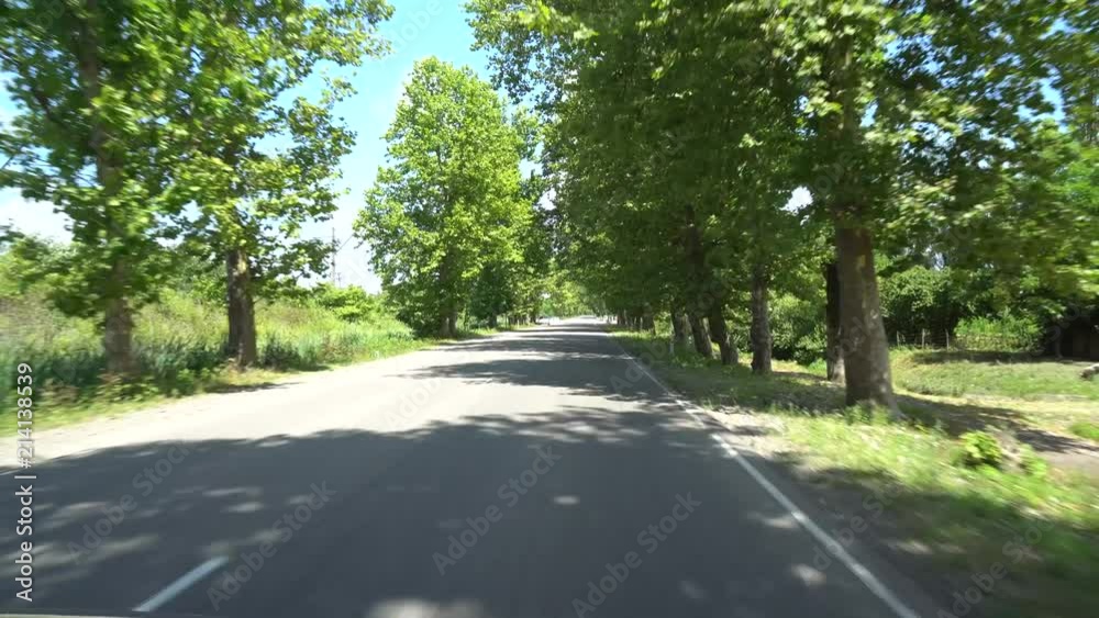 road between the sycamore trees in the village of Chaladidi, Georgia road between the sycamore trees in the village of Chaladidi, Georgia