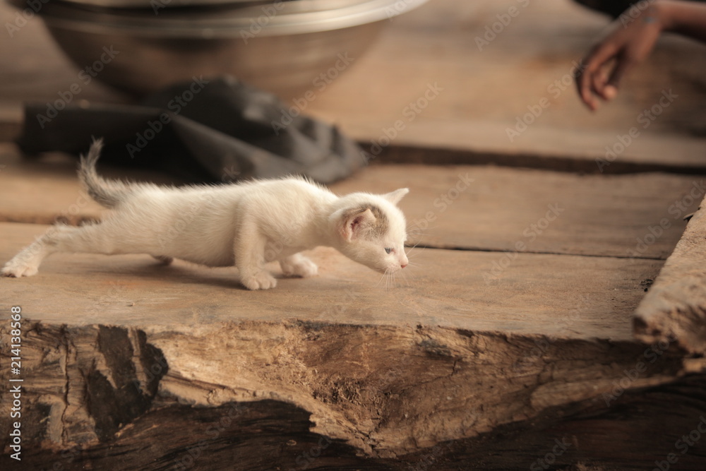 Fototapeta premium beautiful skinny white kitten standing on a wooden handmade bench with black girls hand 