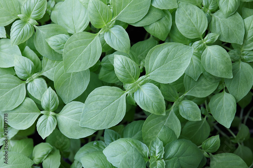 Fresh green basil leaves background, close up view. Healthy food, herbs dieting.
