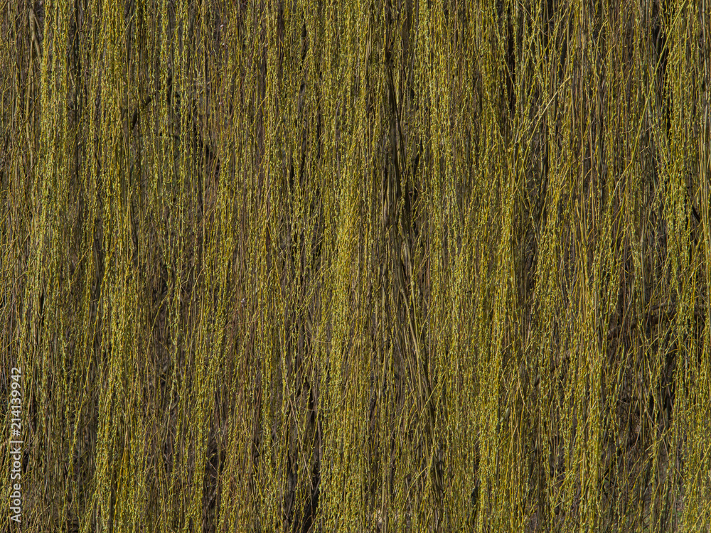 Background, texture. pliant branches of willow Background, texture. pliant branches of willow