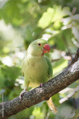 Green parrot on a branch 