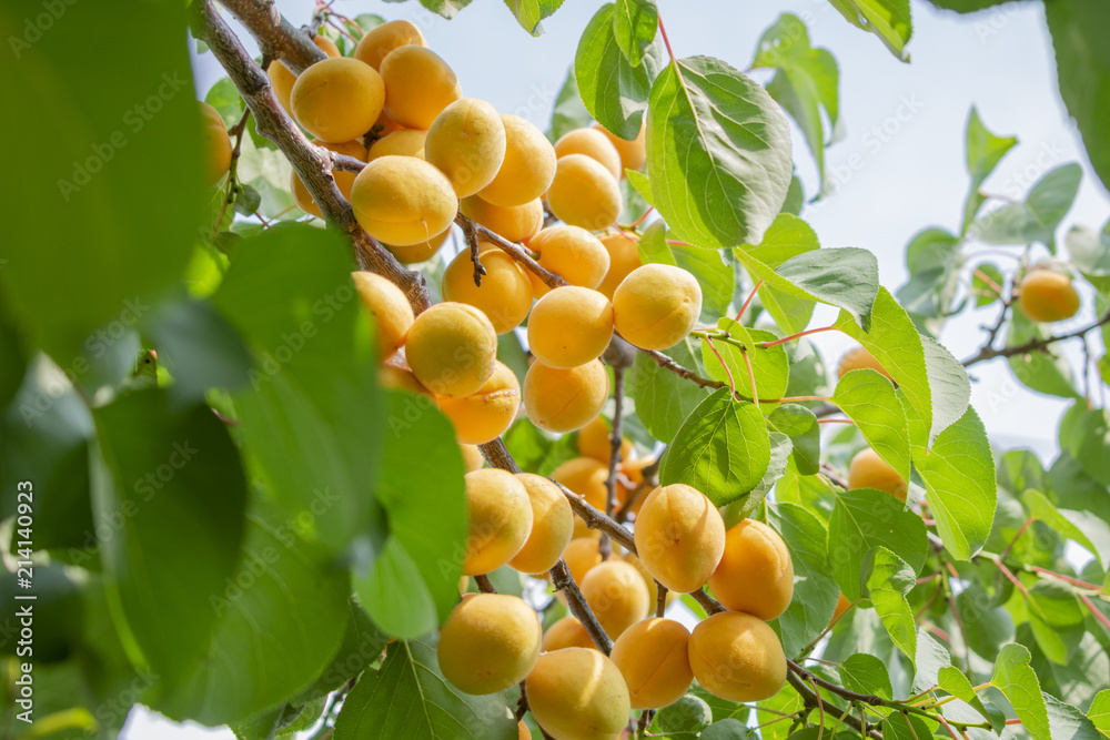 mature orange apricot fruits hanging on a branch tree